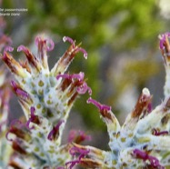 Stoebe passerinoides.branle blanc.( fleurs ) asteraceae.endémique Réunion..jpeg